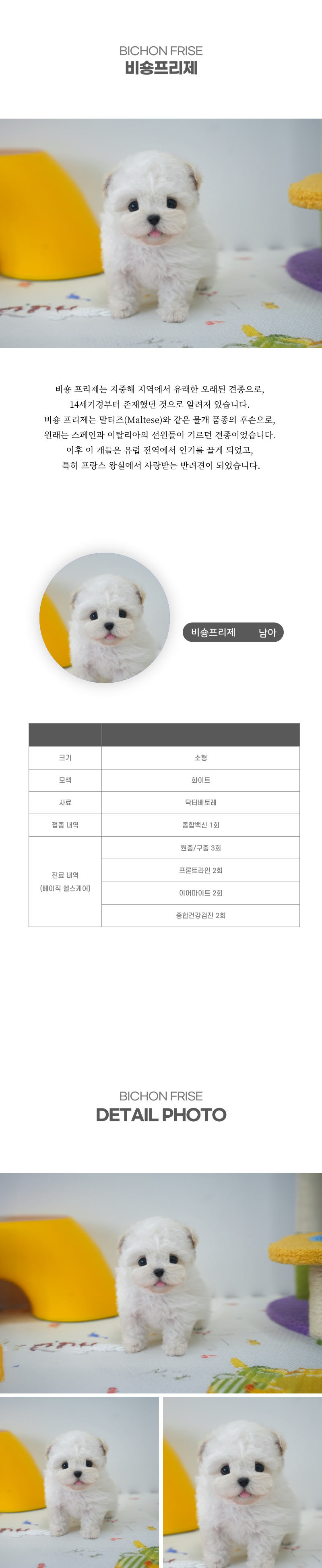 미니비숑_상세이미지_2